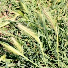 Hordeum leporinum (Barley Grass) at Jerrabomberra Wetlands - 10 Sep 2018 by PeteWoodall