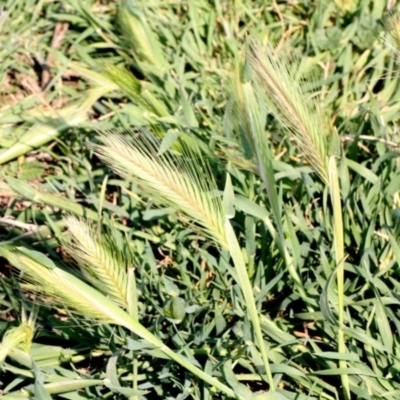 Hordeum leporinum (Barley Grass) at Fyshwick, ACT - 10 Sep 2018 by PeteWoodall