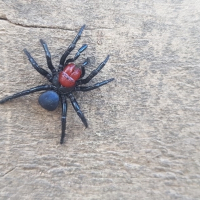 Missulena occatoria (Red-headed Mouse Spider) at Kambah, ACT - 12 Oct 2018 by Jek