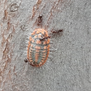 Monophlebulus sp. (genus) at O'Malley, ACT - 12 Oct 2018