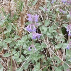 Nepeta cataria (Catmint, Catnip) at O'Malley, ACT - 12 Oct 2018 by Mike