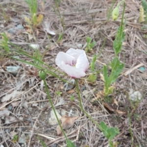 Papaver somniferum subsp. setigerum at O'Malley, ACT - 12 Oct 2018