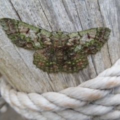 Hypodoxa muscosaria (Textured Emerald) at Wandella, NSW - 11 Oct 2018 by RobParnell