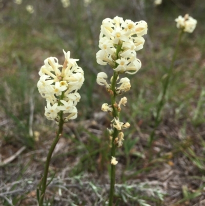 Stackhousia monogyna (Creamy Candles) at Molonglo Valley, ACT - 12 Oct 2018 by RWPurdie