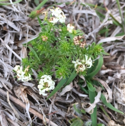 Asperula conferta (Common Woodruff) at Molonglo Valley, ACT - 12 Oct 2018 by RWPurdie