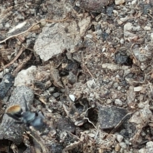 Camponotus aeneopilosus at O'Malley, ACT - 12 Oct 2018