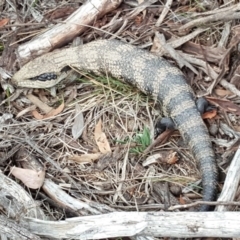 Tiliqua scincoides scincoides (Eastern Blue-tongue) at O'Malley, ACT - 12 Oct 2018 by Mike
