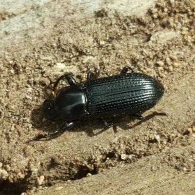 Zophophilus sp. (genus) (Darkling beetle) at O'Malley, ACT - 12 Oct 2018 by Mike