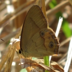 Hypocysta metirius (Brown Ringlet) at Corunna, NSW - 9 Oct 2018 by RobParnell