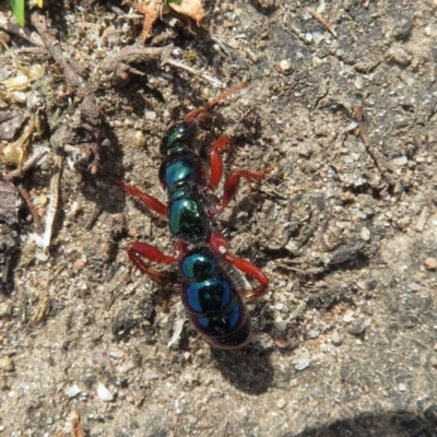 Diamma bicolor (Blue ant, Bluebottle ant) at Mystery Bay, NSW - 9 Oct 2018 by RobParnell