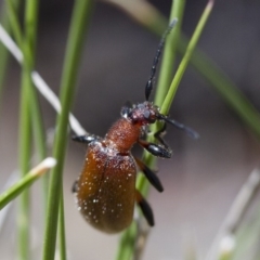 Ecnolagria grandis at Michelago, NSW - 7 Nov 2017 11:36 AM