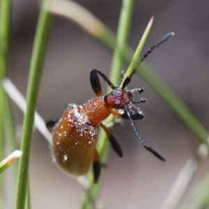 Ecnolagria grandis at Michelago, NSW - 7 Nov 2017 11:36 AM