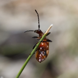 Ecnolagria grandis at Michelago, NSW - 7 Nov 2017 11:36 AM