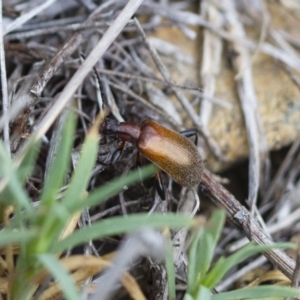 Ecnolagria grandis at Michelago, NSW - 26 Oct 2017