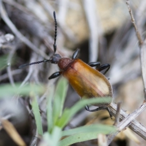 Ecnolagria grandis at Michelago, NSW - 26 Oct 2017