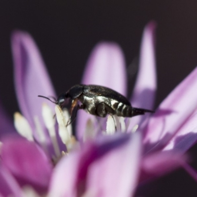 Mordellidae (family) (Unidentified pintail or tumbling flower beetle) at Michelago, NSW - 15 Oct 2017 by Illilanga