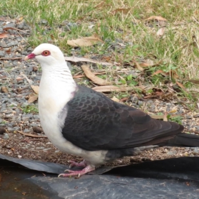 Columba leucomela (White-headed Pigeon) at Wandella, NSW - 11 Oct 2018 by RobParnell