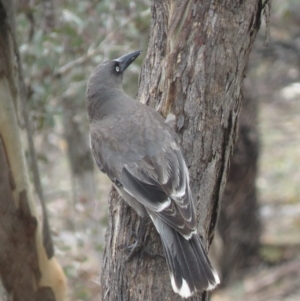 Strepera versicolor at Watson, ACT - 12 Oct 2018