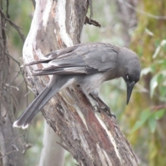 Strepera versicolor at Watson, ACT - 12 Oct 2018