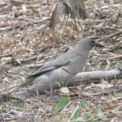 Strepera versicolor at Watson, ACT - 12 Oct 2018