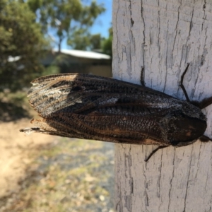 Endoxyla encalypti at Paddys River, ACT - 17 Jan 2017 11:52 AM