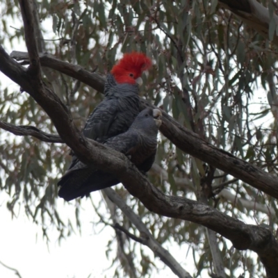 Callocephalon fimbriatum (Gang-gang Cockatoo) at Ainslie, ACT - 12 Oct 2018 by WalterEgo