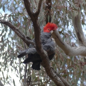 Callocephalon fimbriatum at Ainslie, ACT - suppressed