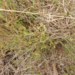 Galium gaudichaudii subsp. gaudichaudii (Rough Bedstraw) at Latham, ACT - 12 Oct 2018 by Rosie