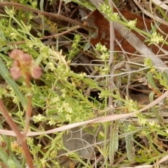 Galium gaudichaudii subsp. gaudichaudii at Latham, ACT - 12 Oct 2018 03:05 PM