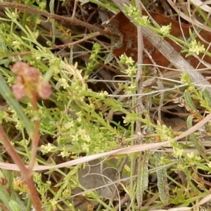 Galium gaudichaudii subsp. gaudichaudii at Latham, ACT - 12 Oct 2018 03:05 PM