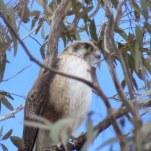 Falco berigora at Majura, ACT - 12 Oct 2018 11:24 AM