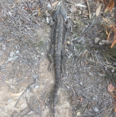 Pogona barbata (Eastern Bearded Dragon) at Deakin, ACT - 12 Oct 2018 by KL