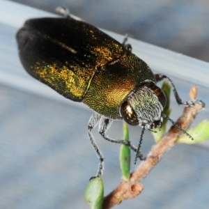 Melobasis propinqua at Dunlop, ACT - 11 Oct 2018 06:13 PM