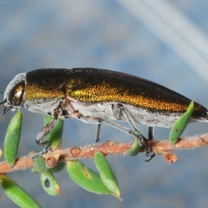 Melobasis propinqua at Dunlop, ACT - 11 Oct 2018 06:13 PM