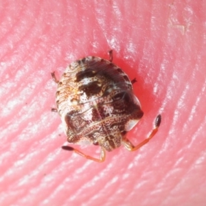 Pentatomidae (family) at Kowen, ACT - 8 Oct 2018