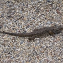 Pogona barbata (Eastern Bearded Dragon) at Wamboin, NSW - 10 Feb 2012 by natureguy