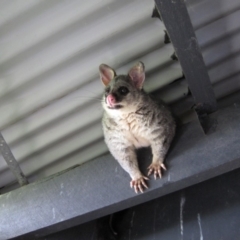 Trichosurus vulpecula (Common Brushtail Possum) at Fyshwick, ACT - 16 Jan 2012 by natureguy