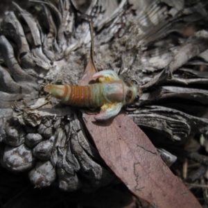 Cicadidae (family) at Wamboin, NSW - 12 Dec 2010 11:39 AM