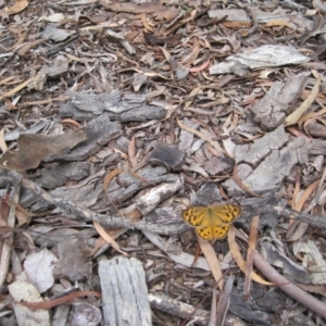 Heteronympha merope at Wamboin, NSW - 12 Dec 2010