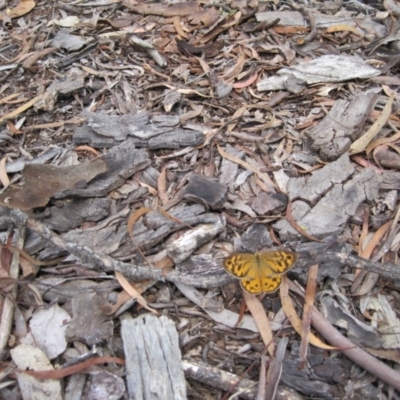 Heteronympha merope (Common Brown Butterfly) at Wamboin, NSW - 12 Dec 2010 by natureguy