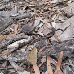 Heteronympha merope at Wamboin, NSW - 12 Dec 2010