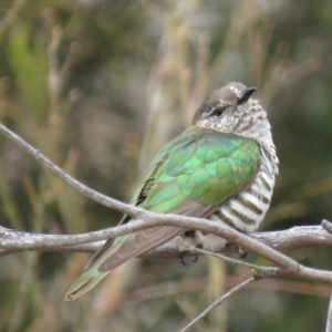 Chrysococcyx lucidus at Majura, ACT - 12 Oct 2018