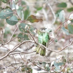 Chrysococcyx lucidus at Majura, ACT - 12 Oct 2018