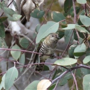 Chrysococcyx lucidus at Majura, ACT - 12 Oct 2018