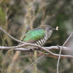 Chrysococcyx lucidus at Majura, ACT - 12 Oct 2018