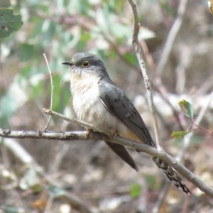 Cacomantis flabelliformis at Majura, ACT - 12 Oct 2018