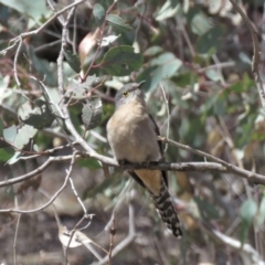 Cacomantis flabelliformis at Majura, ACT - 12 Oct 2018