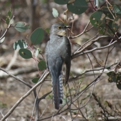 Cacomantis flabelliformis at Majura, ACT - 12 Oct 2018