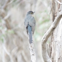 Cacomantis flabelliformis at Majura, ACT - 12 Oct 2018