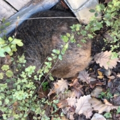 Vombatus ursinus (Bare-nosed Wombat) at O'Connor, ACT - 3 Aug 2018 by michelle.nairn